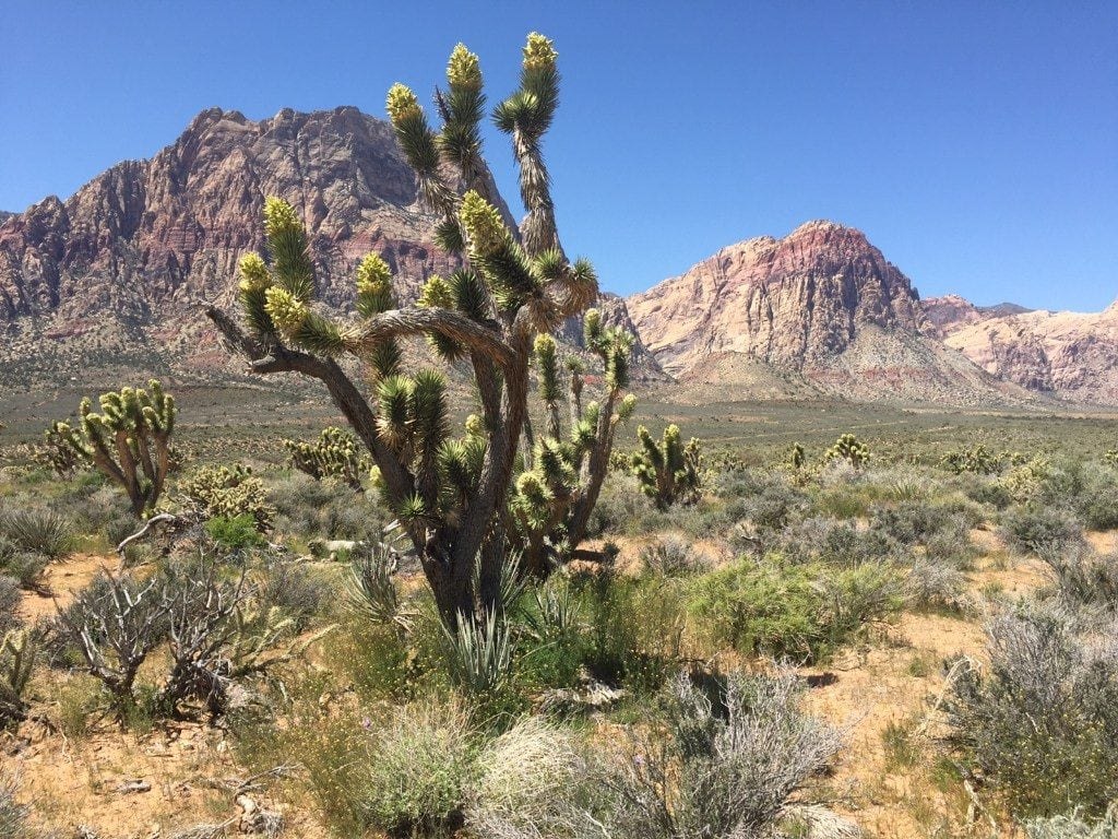 Photo of a joshua tree growing near Las Vegas, with multi-colored mountains in the background
