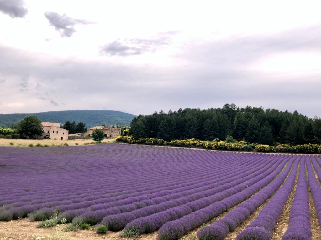View of a field of flowering lavender growing in neat rows in Provence, France