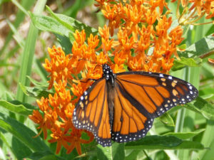 close up of a monarch butterfly on an orange flower cluster