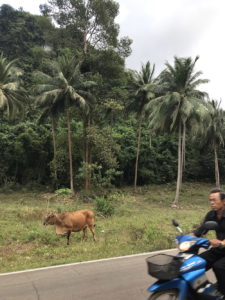 Cow on the roadside, under the palms, with a motorbike speeding along the road, Thailand