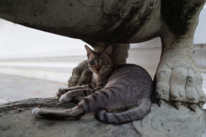 Temple cat seen in Bangkok, Thailand