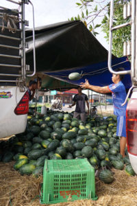 Farmers loading their watermelon crop for market, Thailand