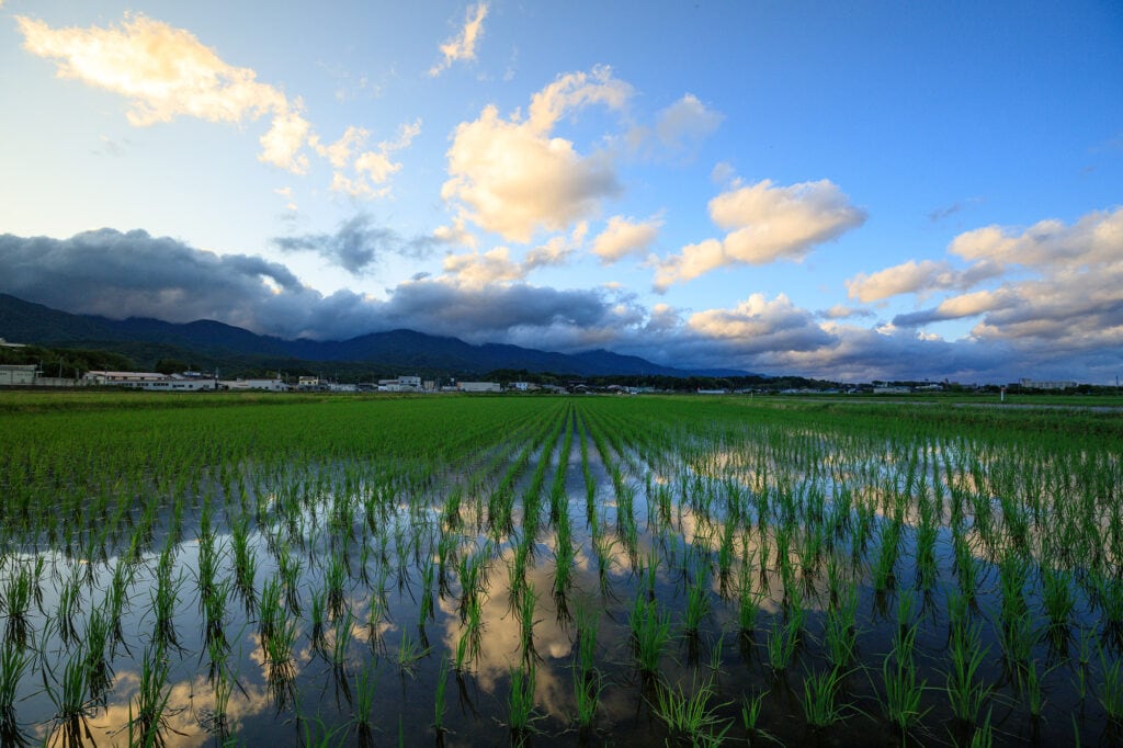 rice paddies on Sado Island, Japan