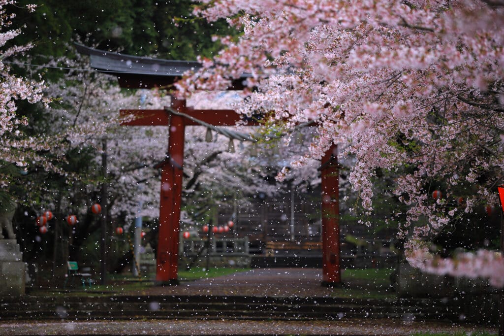 Temple among cherry blossoms on Sado Island, Japan