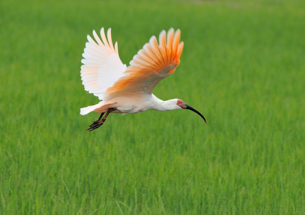 Toki bird in flight over rice paddies, Sado Island, Japan